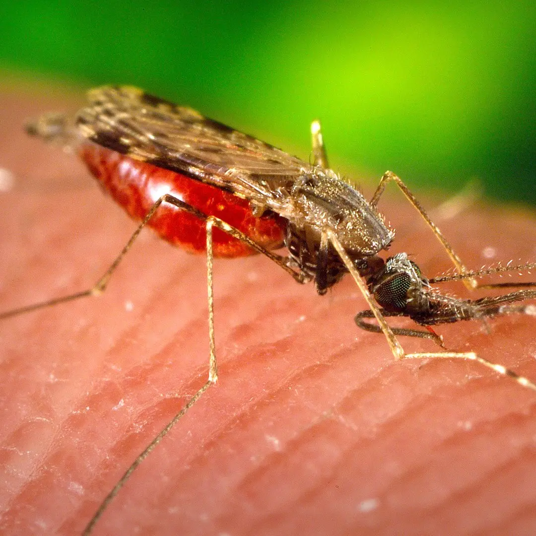 Italy Has Half of Europe's West Nile Cases