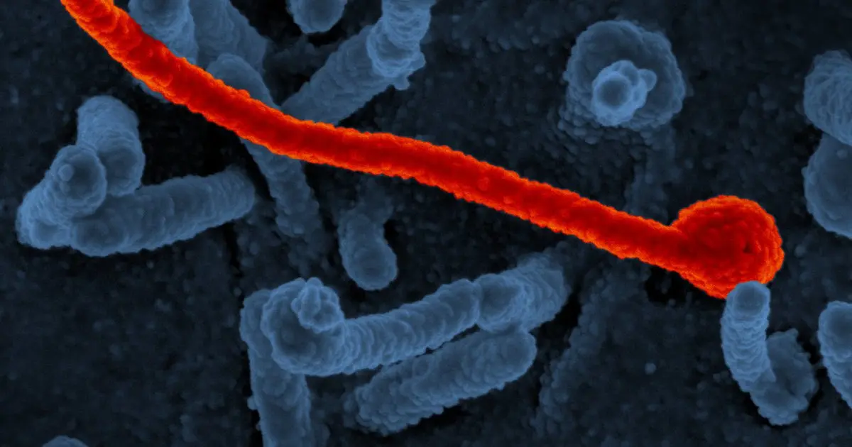 Ebola 2026: The Bundibugyo Outbreak