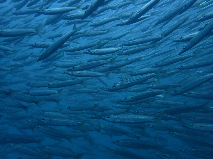 Dive Log - Fisherman's Shipwreck