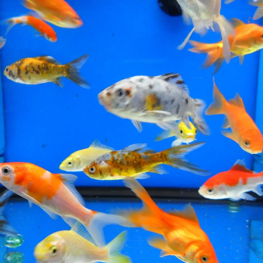 Cycle your first aquarium before the fish go in