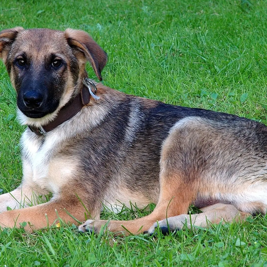 Luna the Rescue Dog