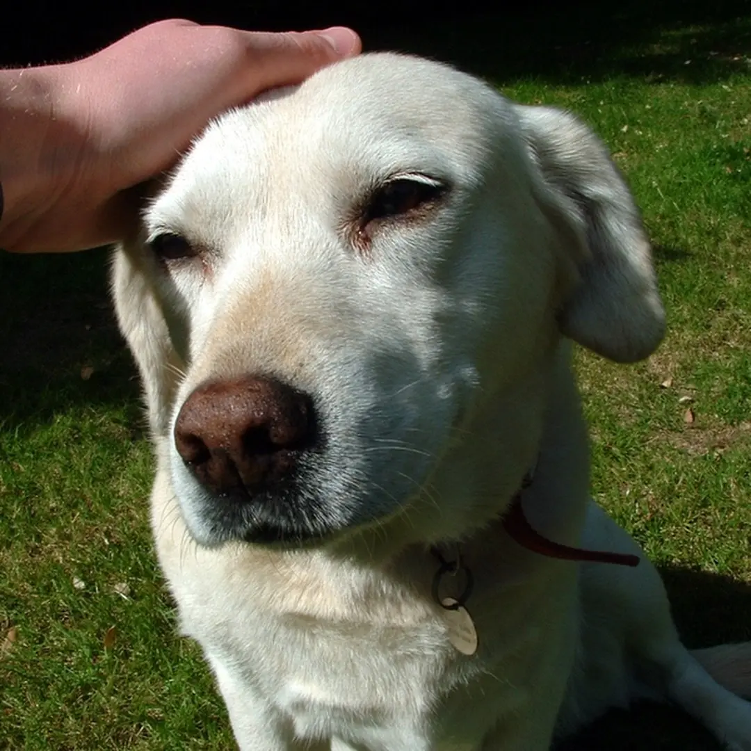 Max the Labrador