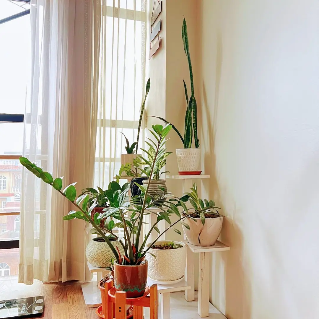 12 Houseplants: Light, Water and Pet Safety