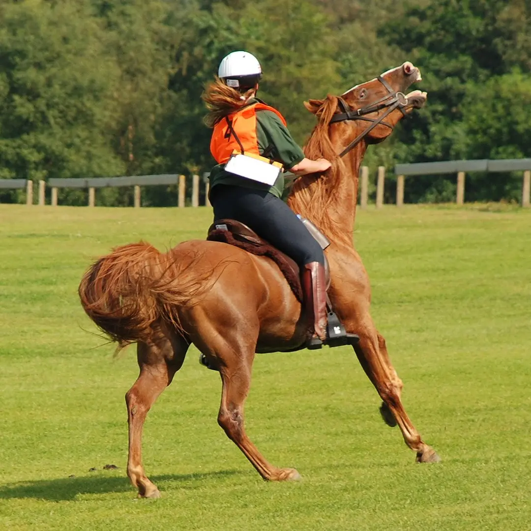 Comet the Mare