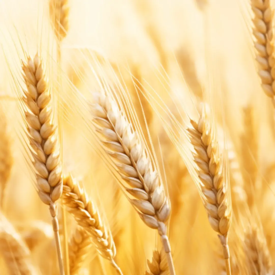 Wheat is Up 54%. Your Grocery Bill Knows Why.