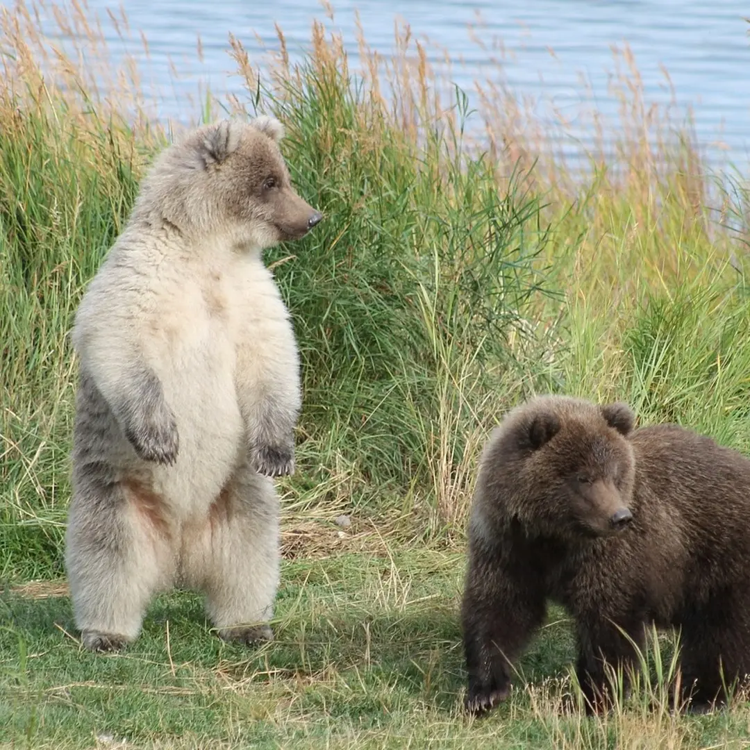 Chunk Is Out. Fat Bear Week Has a New Favourite.